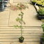 庭木苗:ヤマボウシ(やまぼうし) 白花 70cm 佐川急便