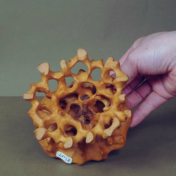 ������������10.5cm�ڸ��ʡ�*���