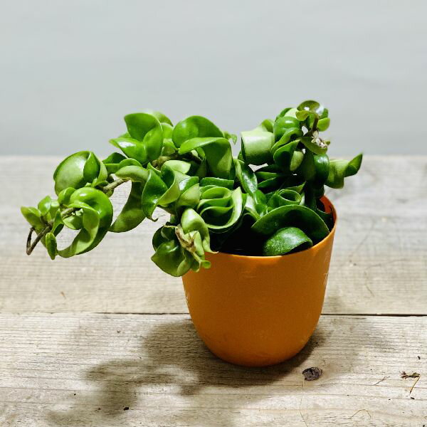 現品・現物】珍しい中斑タイプ ホヤ・カルノーサ・コンパクタ斑入り 7