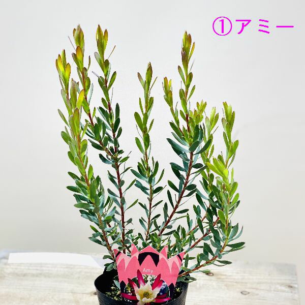 苗 鉢花 観葉植物：リューカデンドロン*各種選べます 4.5号 リュウカデンドロン リューカ4.5 オージープランツ