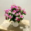 鉢花 観葉植物:ニチニチソウ シャガール*5号 日日草