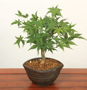 小品盆栽:山もみじ曲太(信楽焼窯変鉢)*送料無料 bonsai