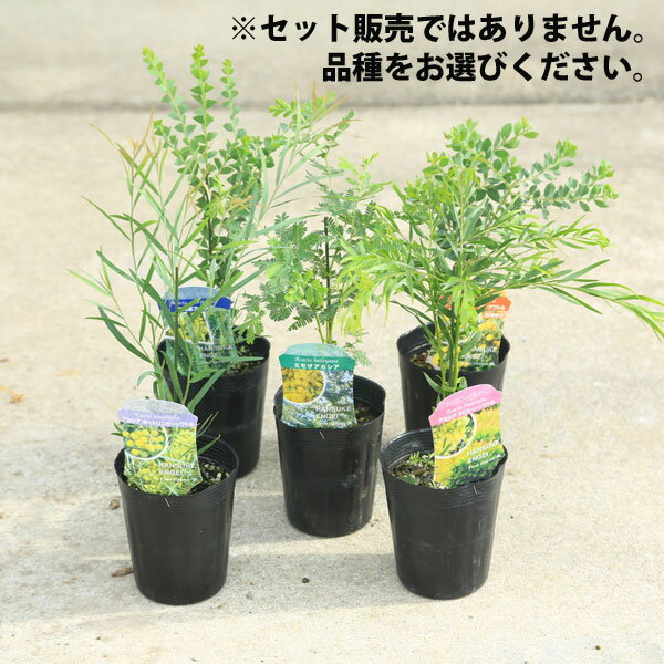 楽天市場】アカシア(鉢花|花・観葉植物):花・ガーデン・DIY 楽天市場】アカシア(鉢花|花・観葉植物):花・ガーデン・DIY