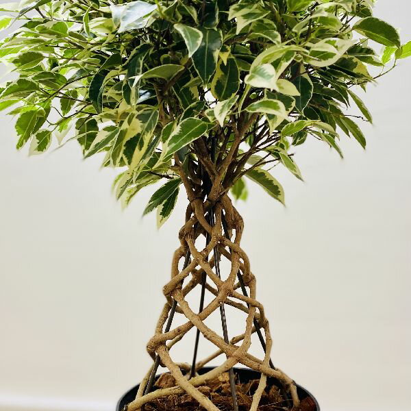 ������졡���տ�ʪ���ե��������٥󥸥�ߥ� �������饤�� �����Ω��*5��ץ�ݥåȡ��Ԥ߹���