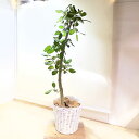 おしゃれ　観葉植物：フィカス　ベンガルゴム*鉢カバー白　 麻布 現品3番　大型佐川便配送