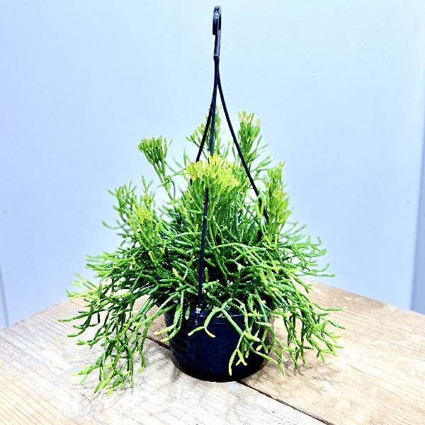 おしゃれ　観葉植物：リプサリス　ハティオラ*4号　吊り鉢　猿恋葦のサムネイル