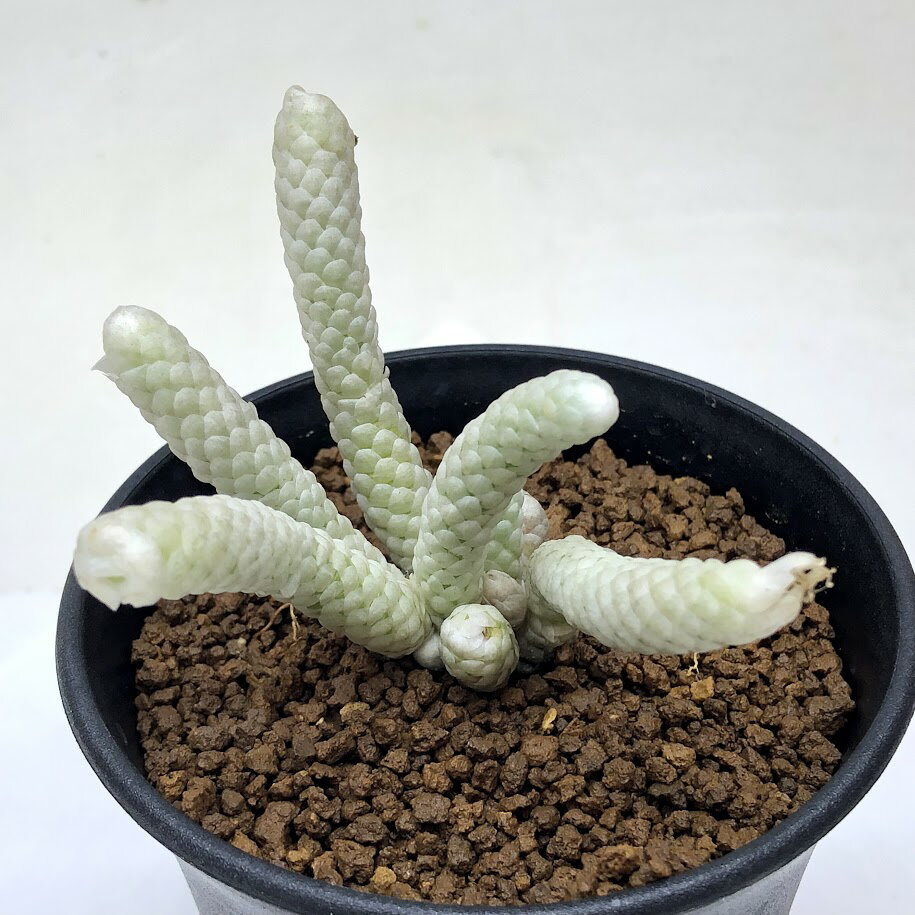 コーデックス：アボニア パピラケア L*幅8cmのサムネイル