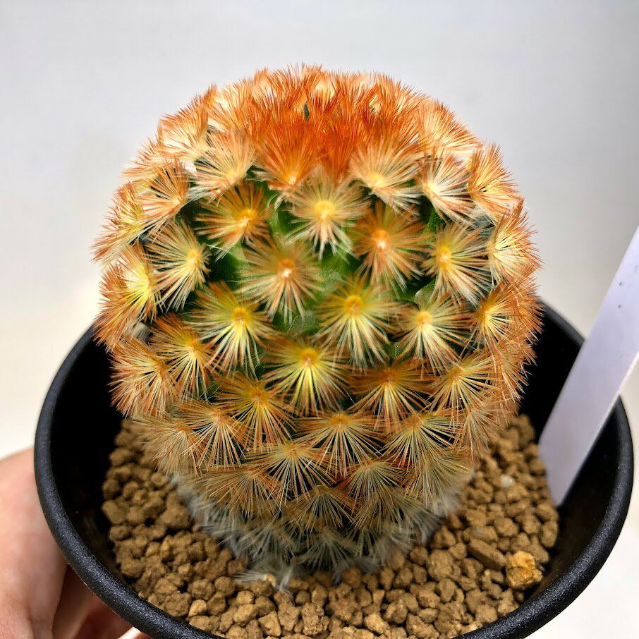 サボテン：マミラリア　カルメナエ*幅5.5cmのサムネイル