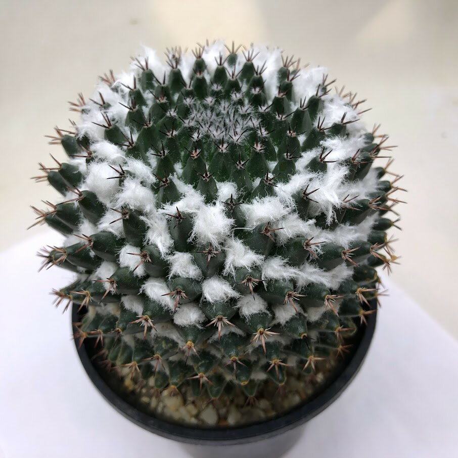 サボテン：マミラリア　景清*M　幅9cmのサムネイル