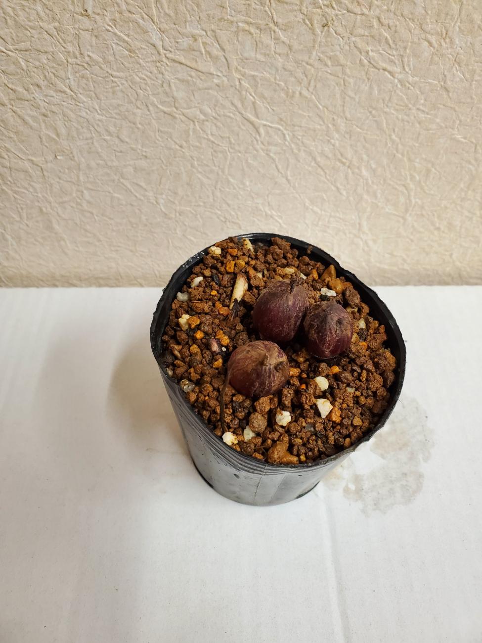 苗：山野草　赤芽ふきのとう　春の舞　フキノトウ　蕗の薹のサムネイル