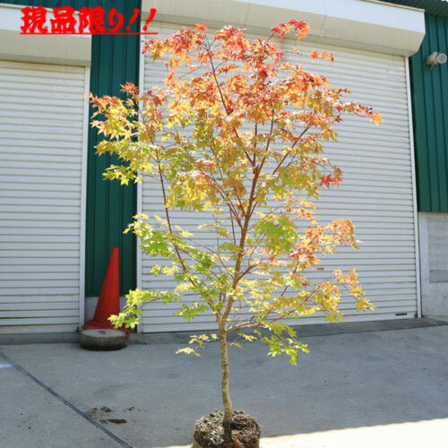 Iroha-Momiji - 特選現品　庭木：山もみじ（モミジ）*やまもみじ　ヤマモミジ　樹高：約150cm　全高：約170cm　佐川急便（大型商品）発送！