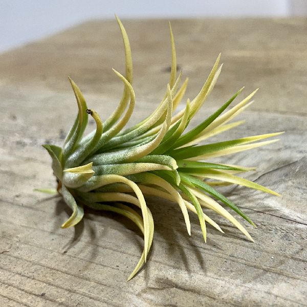 おしゃれ　観葉植物：チランジア イオナンタ アルビノ*エアープランツ