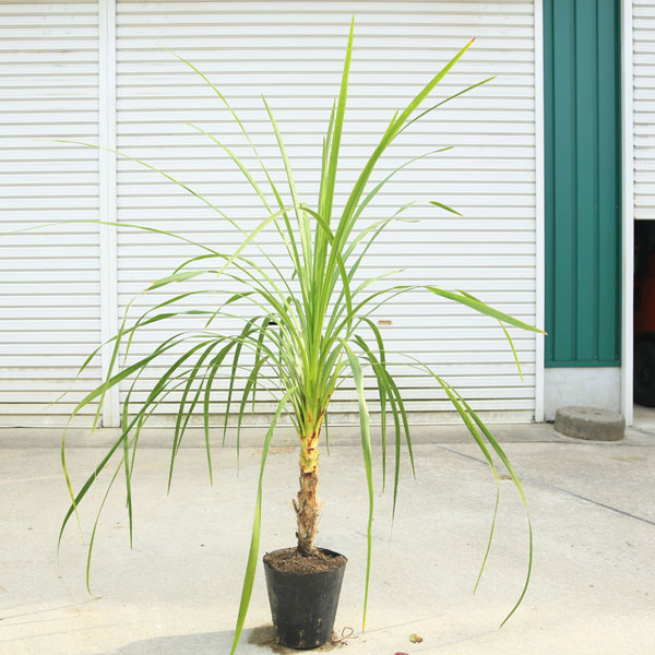 コルジリネ オーストラリス(ニオイシュロラン)《H＝約1.8m》57 【公式