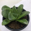 多肉植物:ハオルチア ローブ グリーン*S 幅7cm