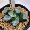 多肉植物:ハオルチア I氏大型レンズ万象*幅6cm 現品!一品限り