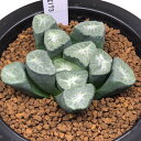多肉植物:ハオルチア 万象 小宝173*幅7cm 現品!一品限り