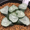 多肉植物:ハオルチア 万象 KWカキコ*幅7cm 現品!一品限り