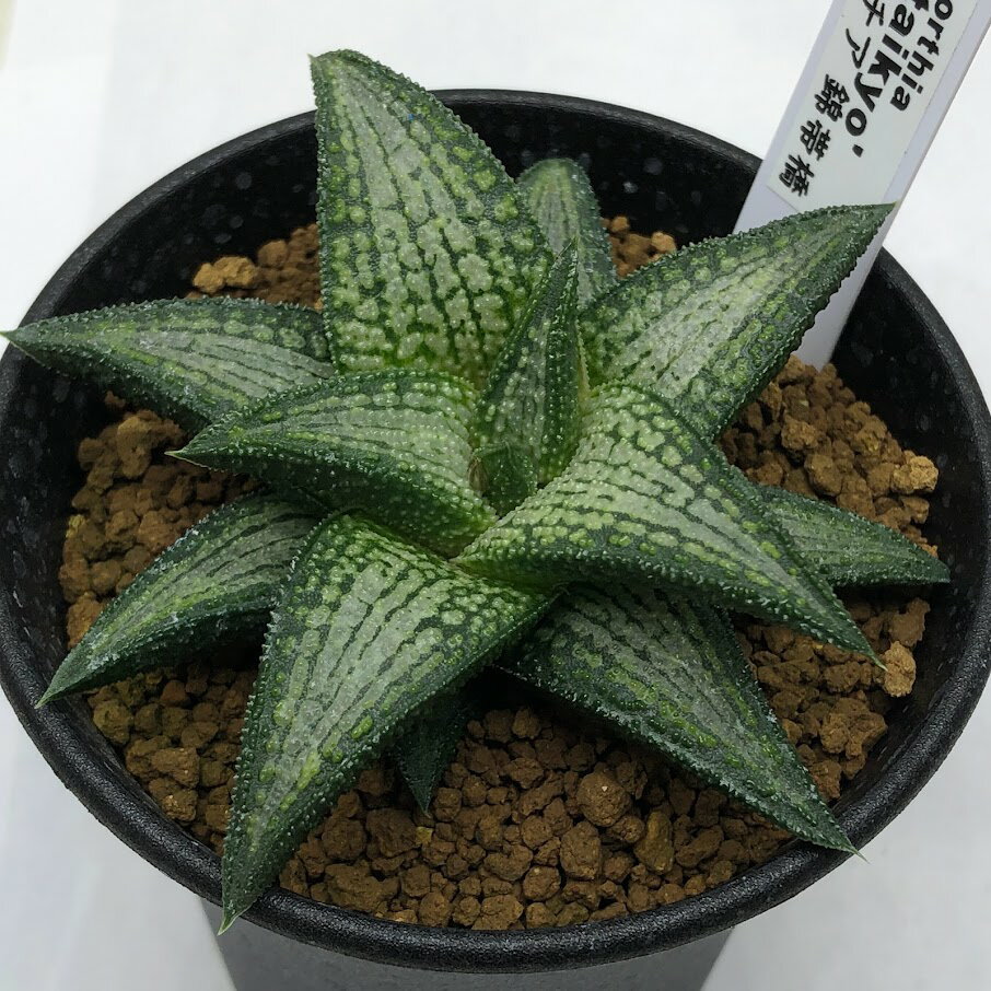 商品説明 錦帯橋はシルバーがかった美しい硬葉のハオルシアです。 科目：ツルボラン科(ユリ科)　 ハオルチア属 　原産地：南アフリカ 撮影：2021年12月10日 *数量ものの為、写真と若干形状が異なる場合がございます。 サイズ 本体幅：約9...