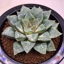 多肉植物:ハオルチア コンプトニアナ錦*幅9cm 現品!一品限り