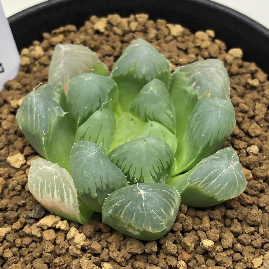 多肉植物：ハオルチア 大型オブツーサ セレーネ*幅5cm