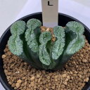 多肉植物：ハオルチア 玉扇（永岡氏）×玉扇R-2 L 幅5.5cm