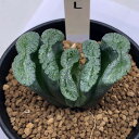 多肉植物:ハオルチア 玉扇(永岡氏)×玉扇R-2*L 幅5.5cm