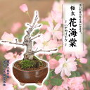 盆栽：極太花かいどう*(祥石(二代目)茶色鉢)*【送料無料】 花海棠　垂糸海棠【2024年開花終了】bonsai