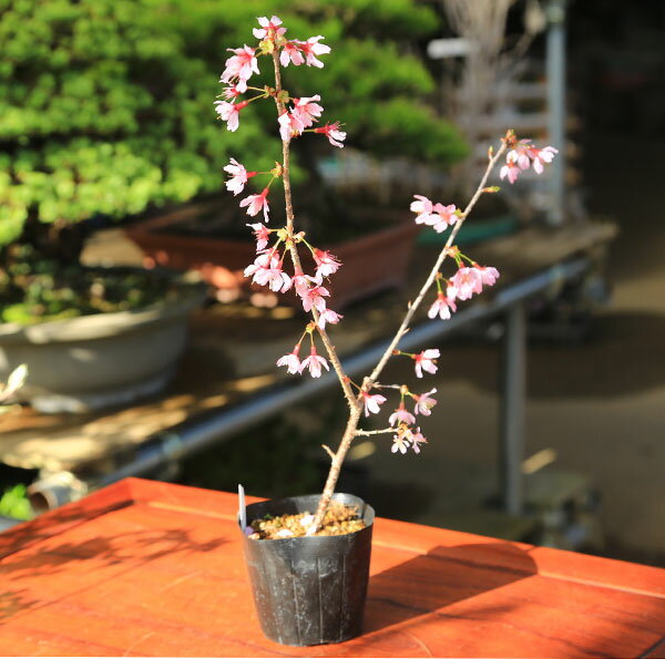 幼木苗：おかめ桜（直・大）*さくら　サクラ