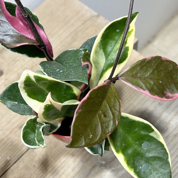 ������졡���տ�ʪ���ۥ� ��åץ��顼*�������� 3�� �ץ�ݥå�