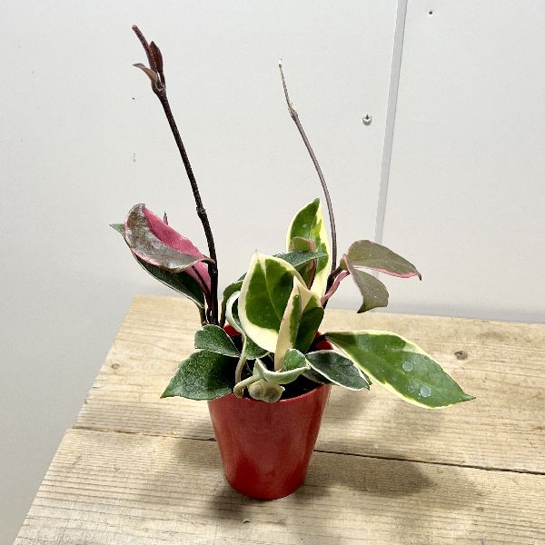 おしゃれ　観葉植物：ホヤ リップカラー*サクララン 3号 プラポット