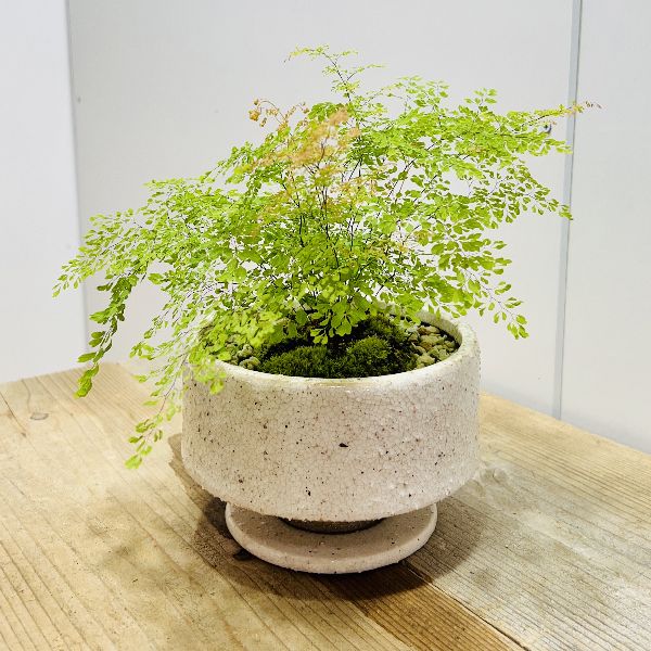 アジアンタム属の観葉植物 アジアンタム ミクロフィラム アジアンタム ラディアナム ミクロフィラム の基本的な育て方をご紹介します ウチデグリーン ノート Uchi De Green Note