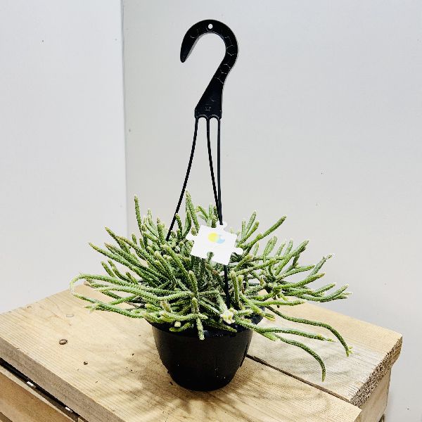 おしゃれ　観葉植物：リプサリス　ホリダ*5号　吊り鉢