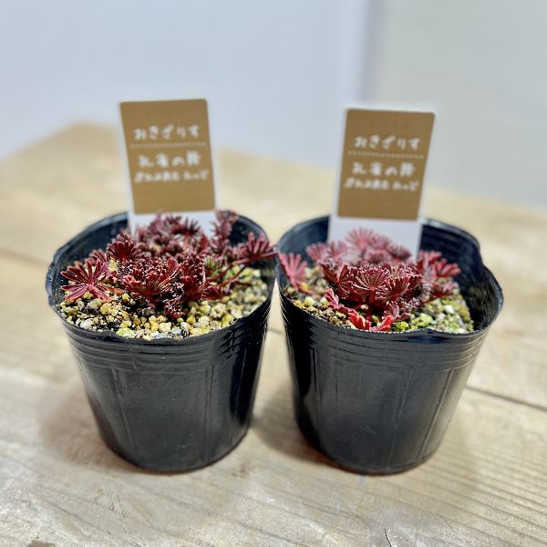観葉植物：多肉植物選べる2個セット...