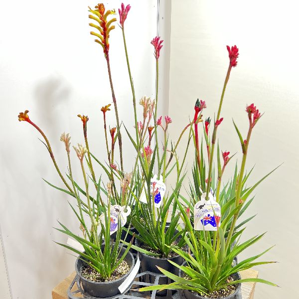 其它 水栖植物 - おしゃれ　鉢花　観葉植物：カンガルーポー*プラポット　キャッツポー