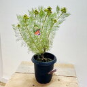 おしゃれ　観葉植物　花苗：セルリア レモンハニー*5.5号　お花終わりました