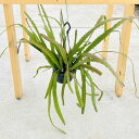 おしゃれ　観葉植物：エピフィラム レッドチップ*5号　吊り鉢