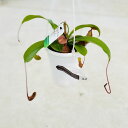 希少品種 観葉植物 食虫植物：ウツボカズラ ネペンテス アラータ 4号 吊り鉢 ネペンシス
