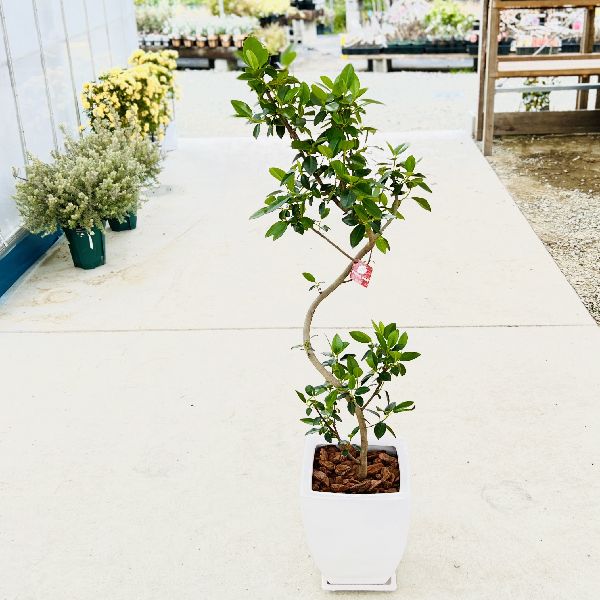 おしゃれ　観葉植物：フランスゴムの木*鉢植え　受皿付　バークチップ　大型佐川便配送