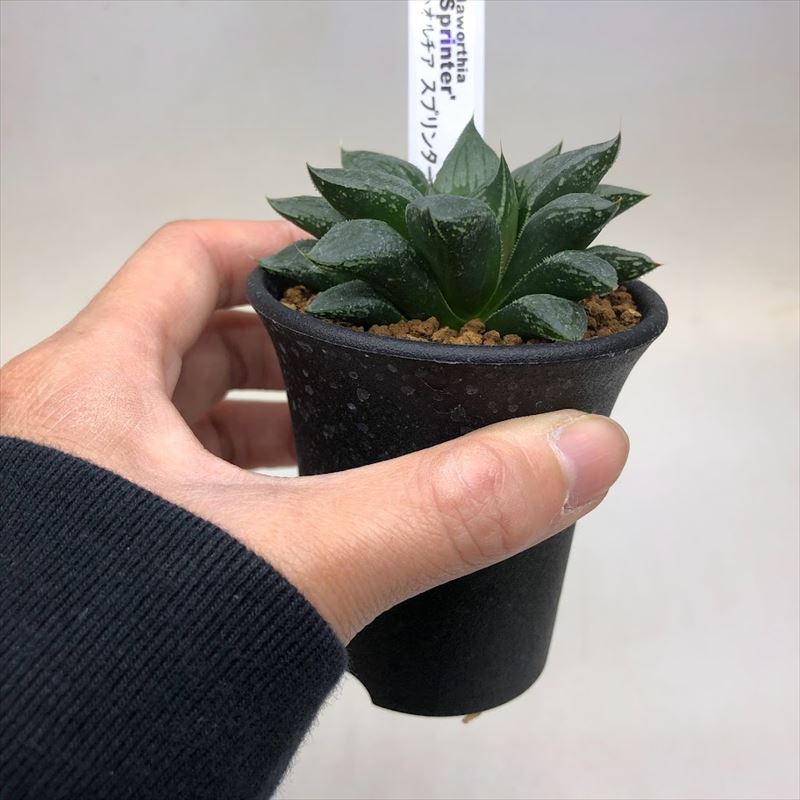 多肉植物:ハオルチア スプリンター*S 幅7cmの紹介画像2