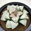 多肉植物：ハオルチア 関西系モザイクピクタ*幅8cm　現品！一品限り