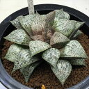 多肉植物:ハオルチア ピクタ*幅10cm 現品!一品限り