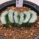 多肉植物:ハオルチア 玉扇 T93*幅6cm 現品!一品限り