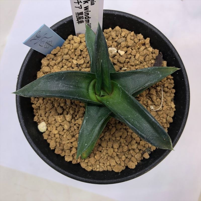 多肉植物：ハオルチア　黒風車*幅8cm