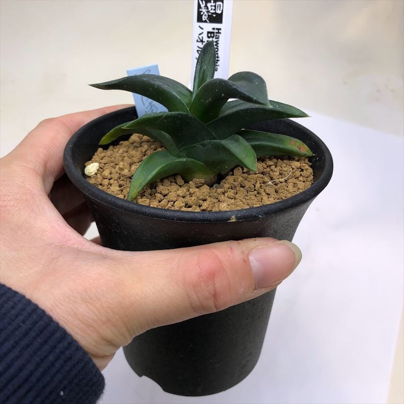 多肉植物：ハオルチア　黒風車*幅8cm