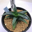 多肉植物:ハオルチア 黒風車*幅8cm