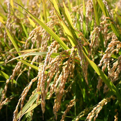 【農家直送】市川農場が世に出した新しい北海道米「ゆきさやか」10kg【送料無料】/米/お米/北海道米/送料込み