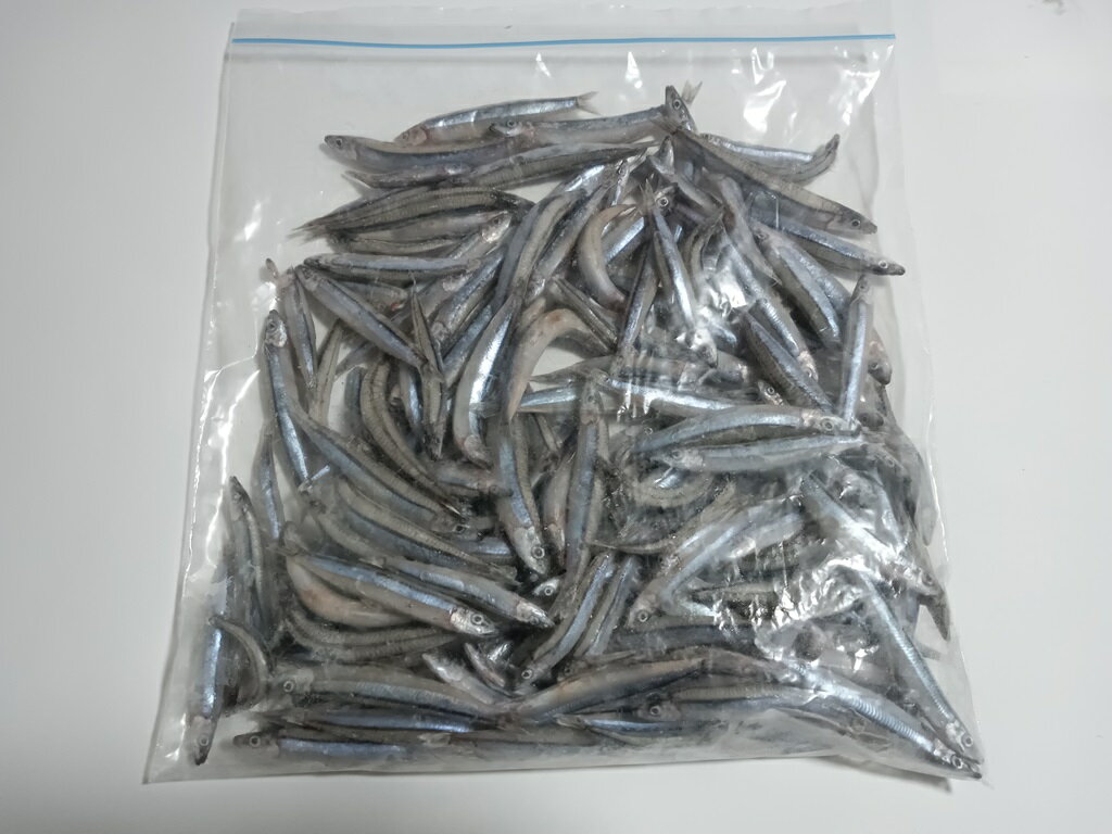 キビナゴ　冷凍　500g　釣り餌　魚のエサに　ダトニオ　アロワナ　ガー　など　スルルーにも　撒き餌　まき餌