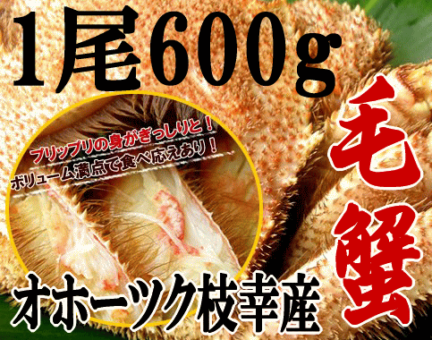 毛蟹【特大】600gセット【1尾セット】オホーツク枝幸産毛蟹