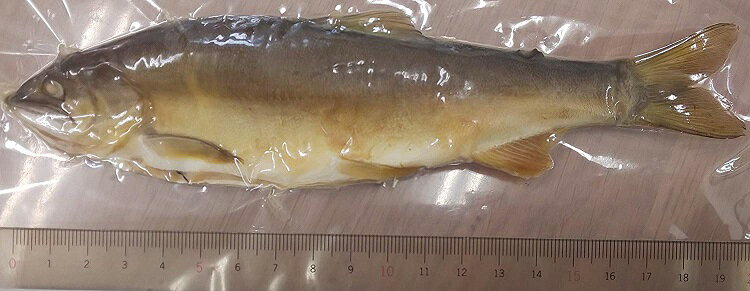 特大 鮎塩焼き 5尾（尾約19.5cm）×20p（P1,690円税別）業務用　ヤヨイのサムネイル