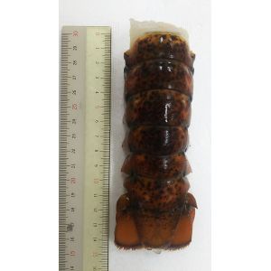 カナダ産 UHP かつ冷 オマールテール 5尾(尾3-4オンス)×8P (P5,850円税別)業務用 ヤヨイ 冷凍 カナダ産 UHP かつ冷 オマールテール 5尾(尾3-4オンス)×8P (P5,850円税別)業務用 ヤヨイ 冷凍